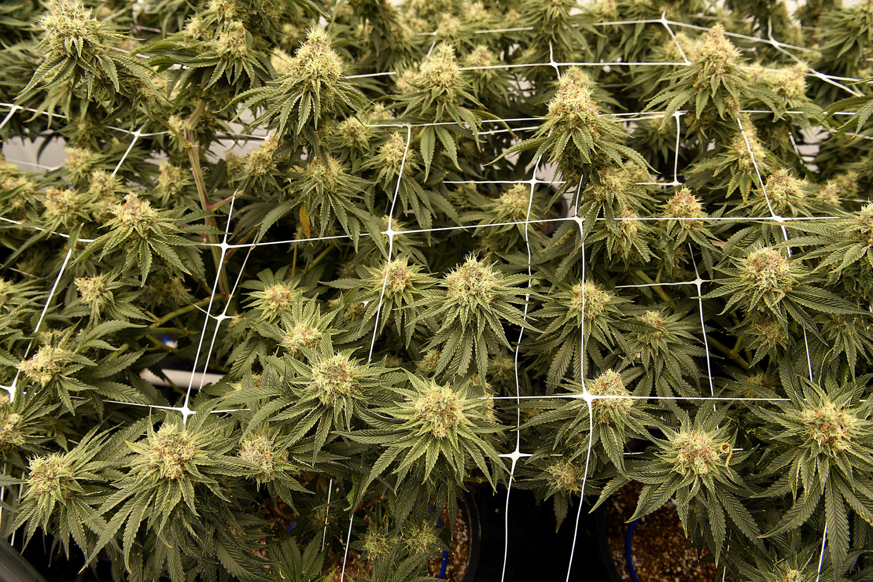 Starrbuds
